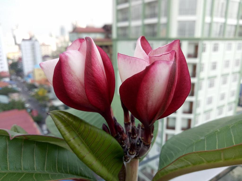 V Boutique Hotel Phnom Penh Eksteriør billede